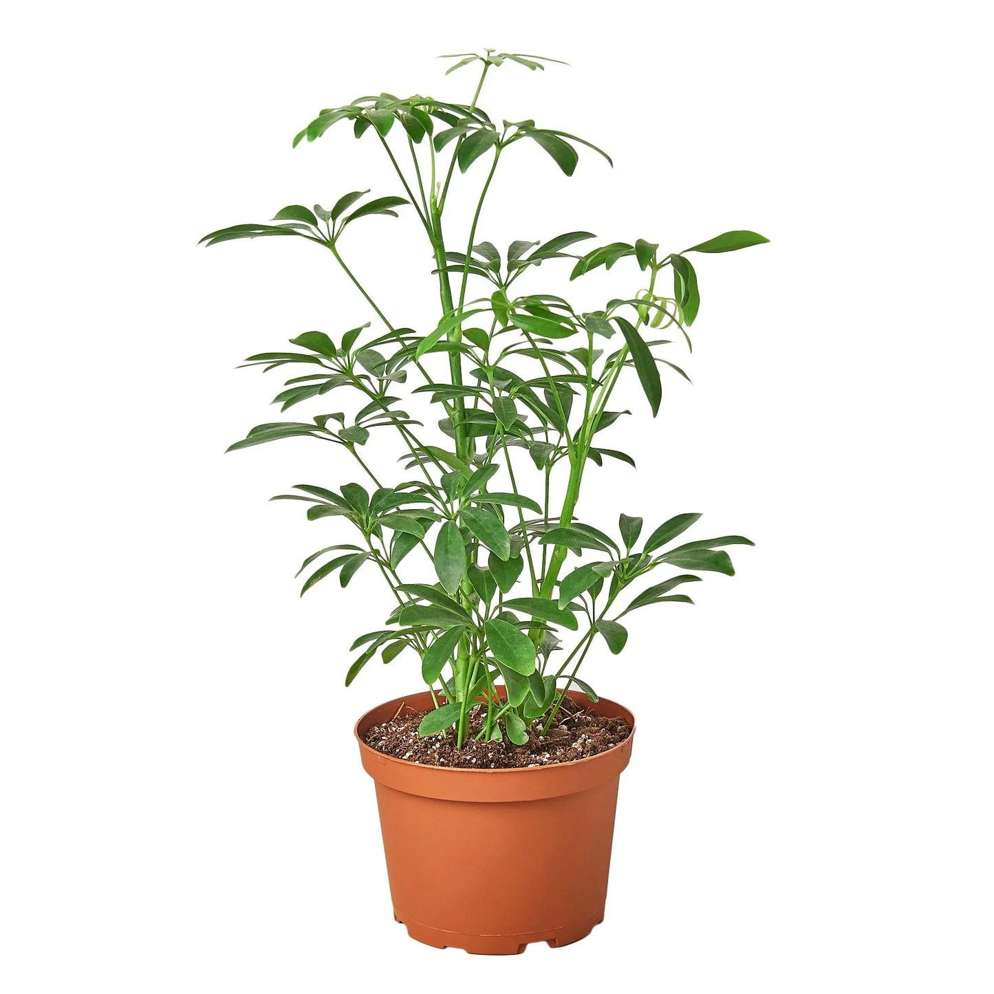 Schefflera Arboricola Dwarf Umbrella Tree Live Plant Multiple Sizes Available