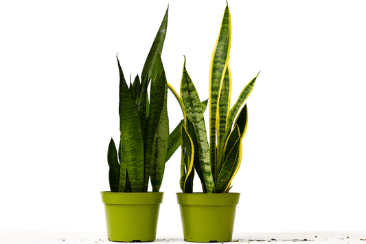 Sansevieria Snake Plant Variety Bundle Pack 6" Pots Live Plant