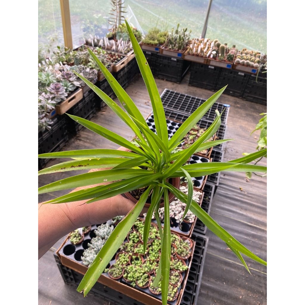 Spider Plant Airplane Plant Chlorophytum Comosum Solid Green 4" Pot Live Plant