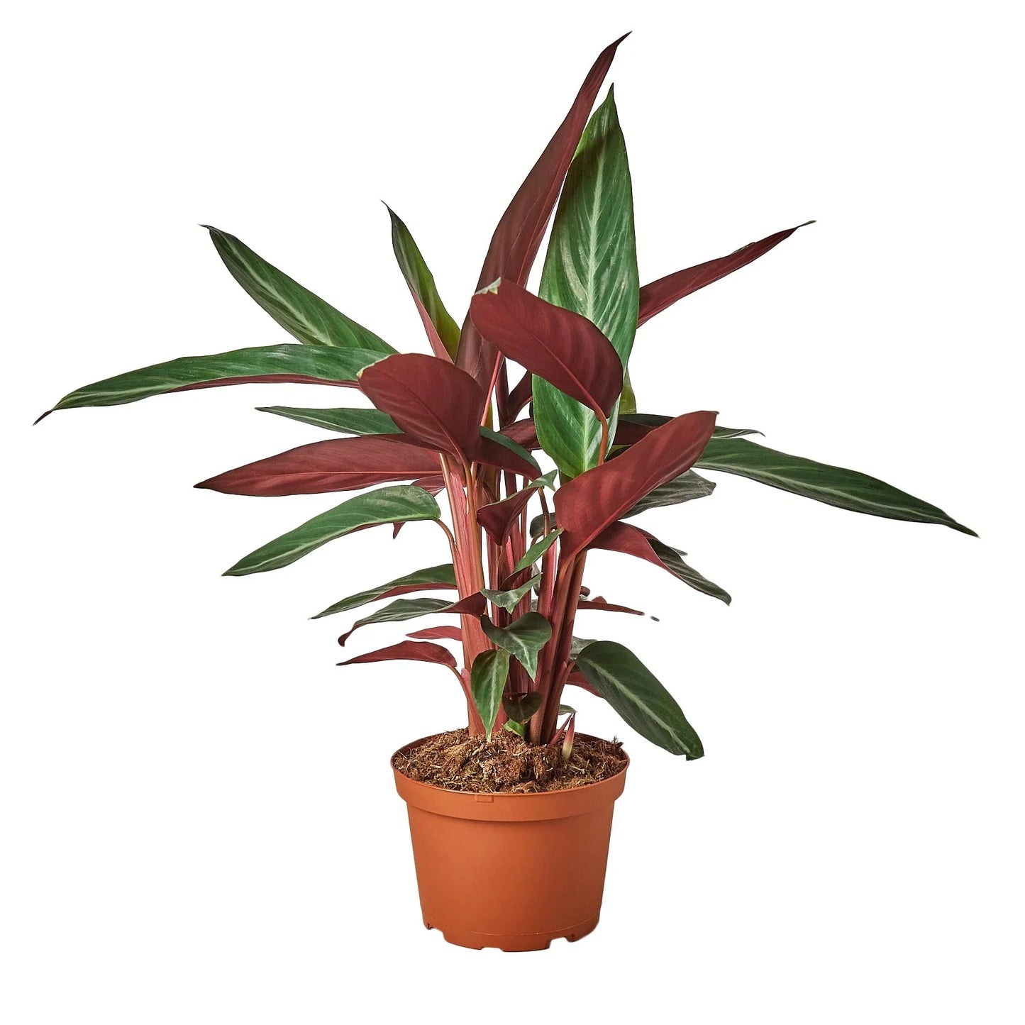 Stromanthe Sanguinea Tricolor Live Plant Multiple Sizes Plant