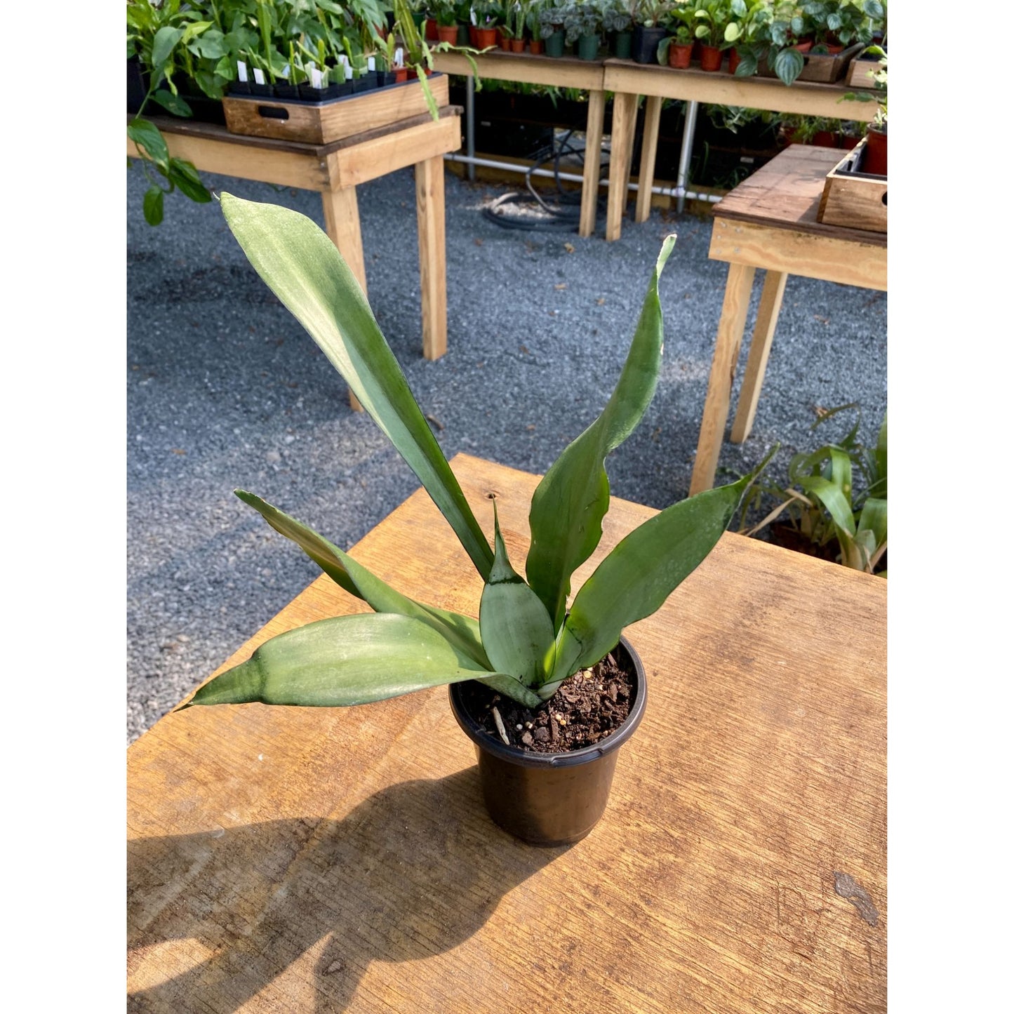 Sansevieria Moonshine Snake Plant 4" Pot Live Plant