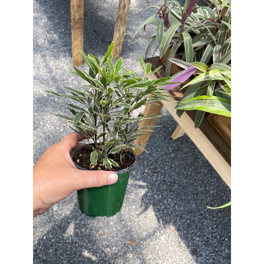 False Aralia or Dizygotheca elegantissima Bianca 4" Pot Live Plant