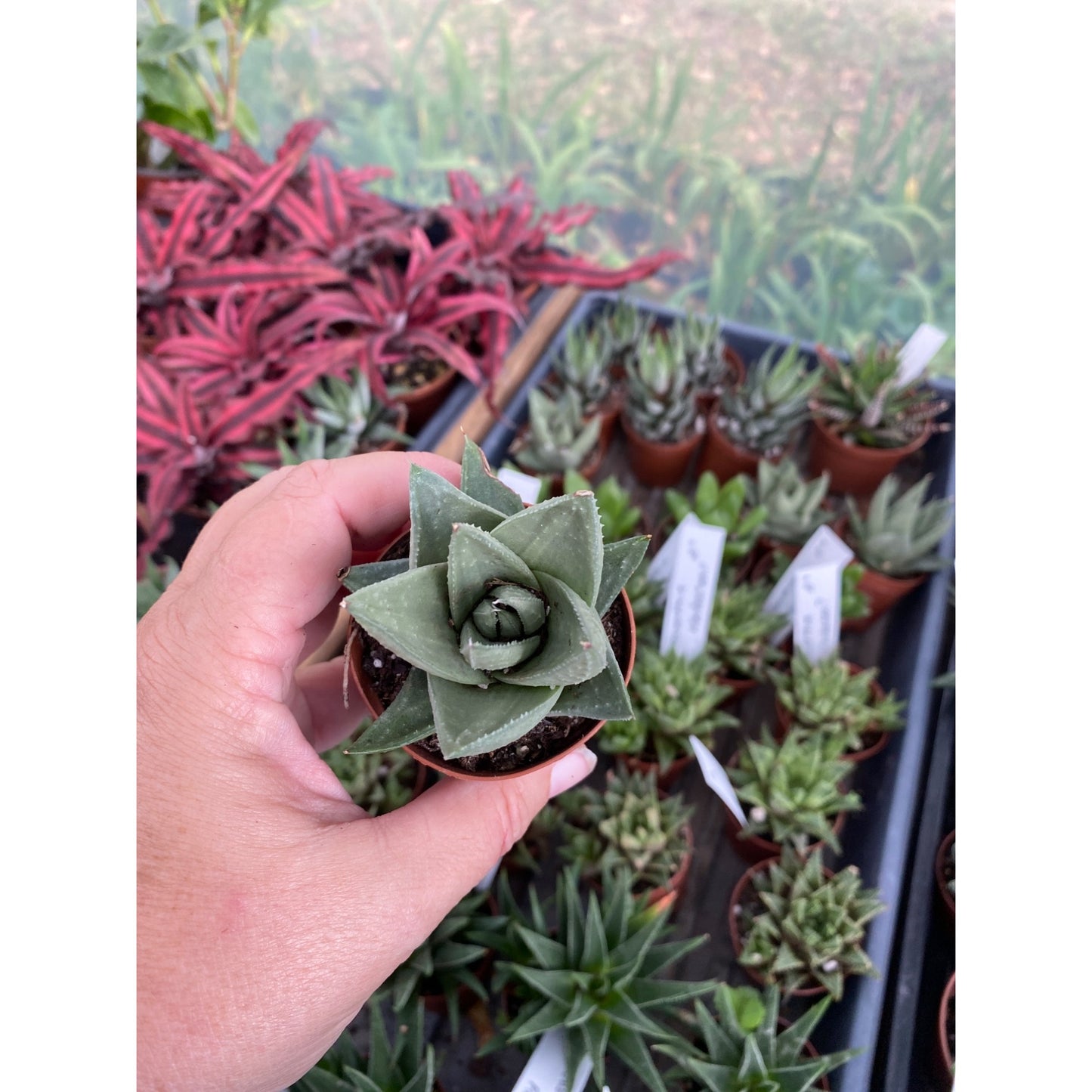 Succulent Haworthia Savanna 2" Pot Live Plant