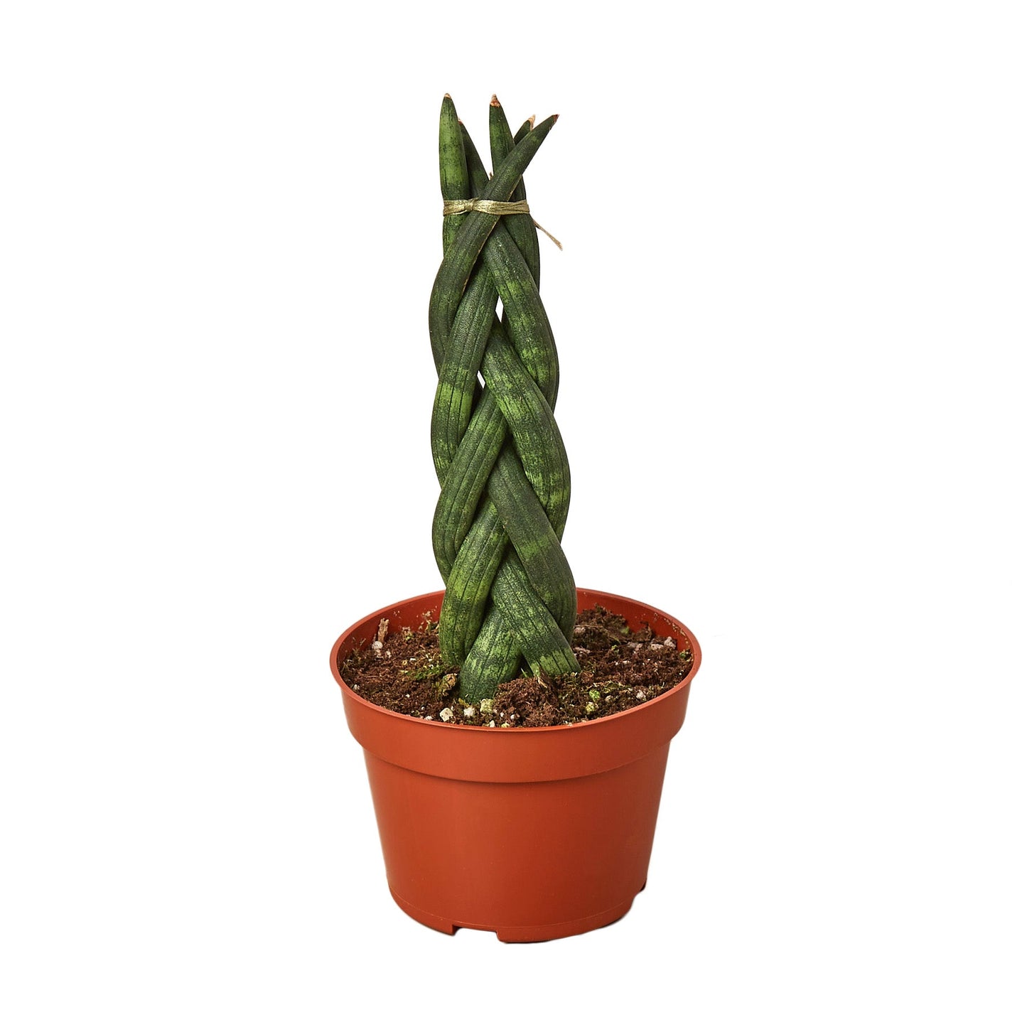 Sansevieria Braided Snake Plant Live Plant Multiple Sizes Available