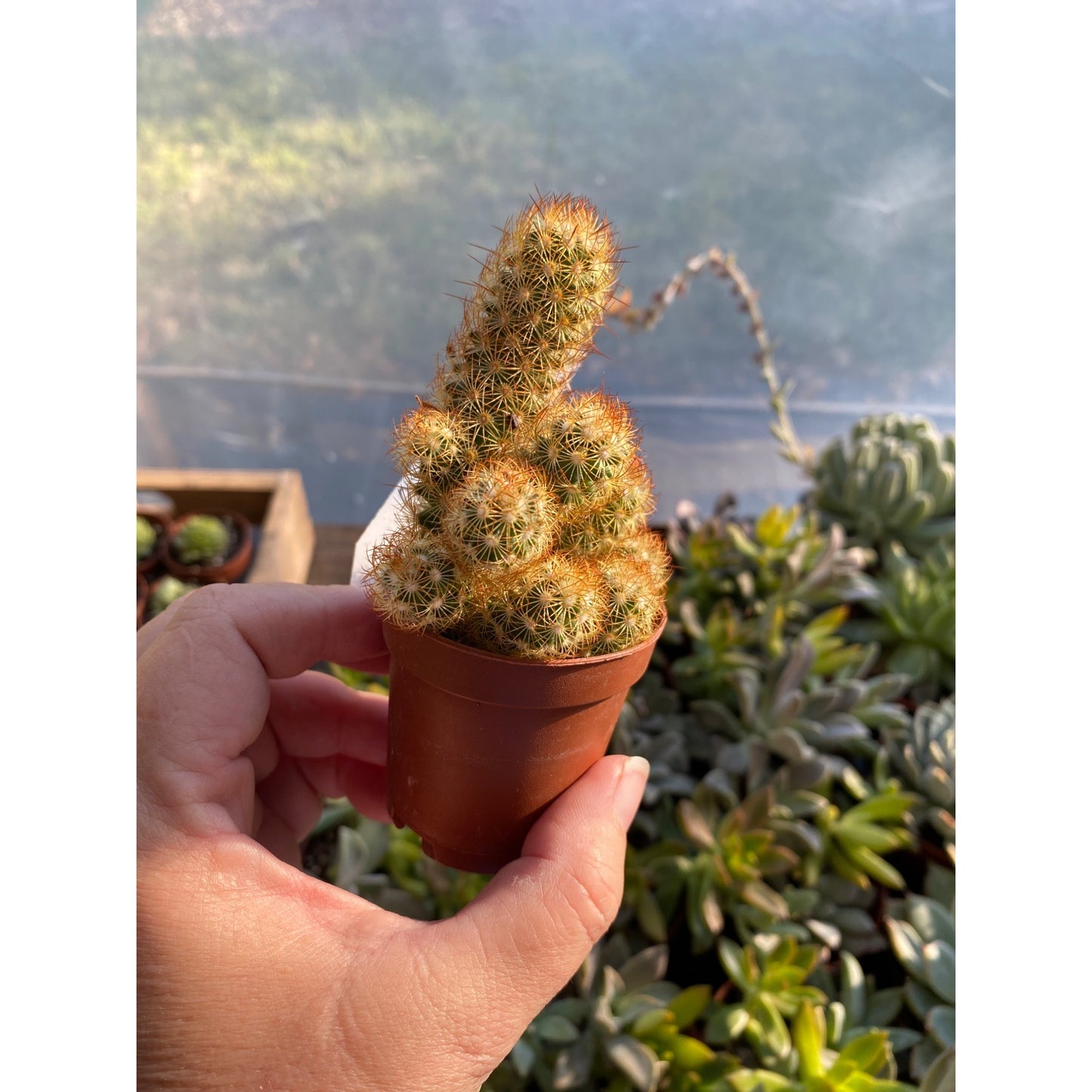 Cactus Mammillaria Elongata Lady Finger Copper King 2" Pot Live Plant