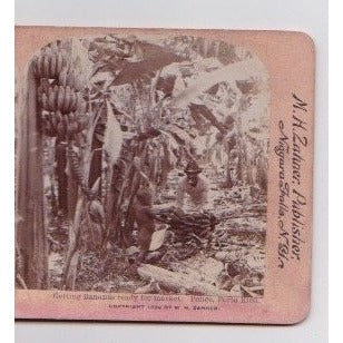 Getting Bananas Ready for Market Stereoview N.H. Zahner 1900s Puerto Rico