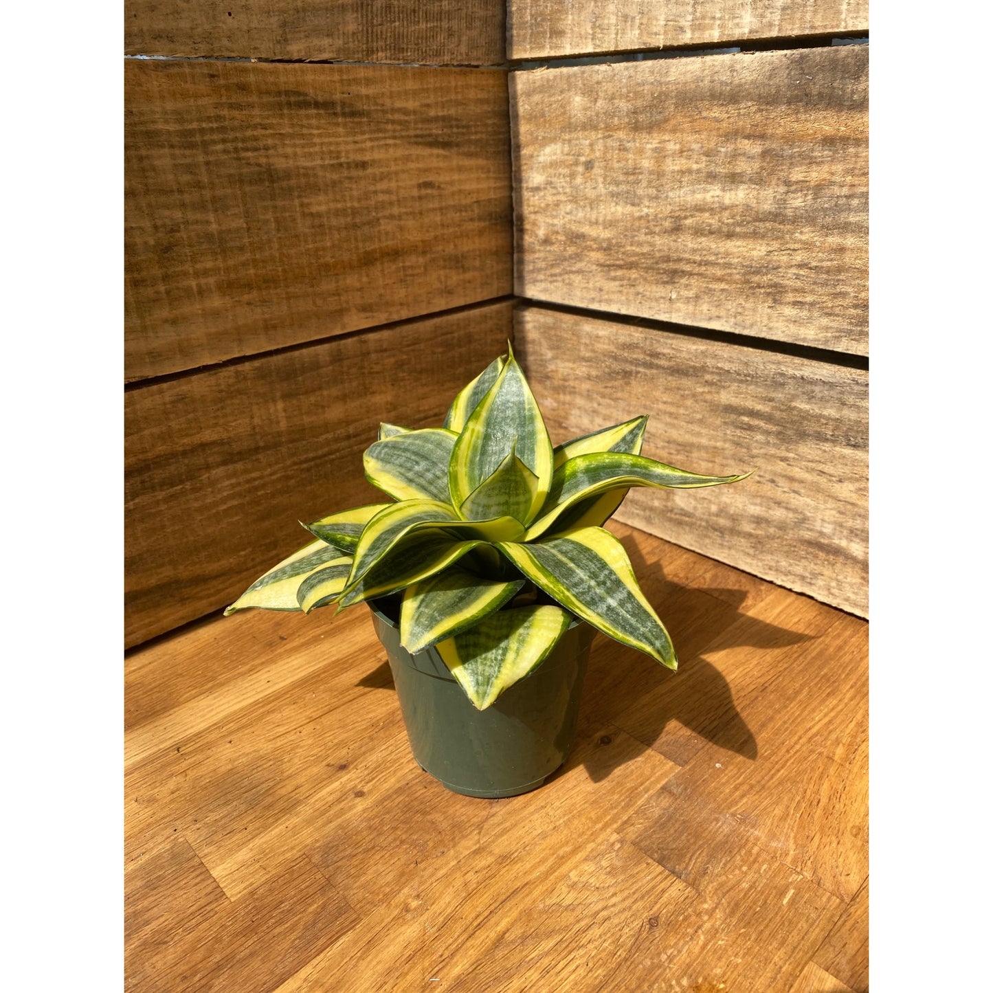 Snake Plant Sansevieria Golden Hahnii 4" Pot Live Plant