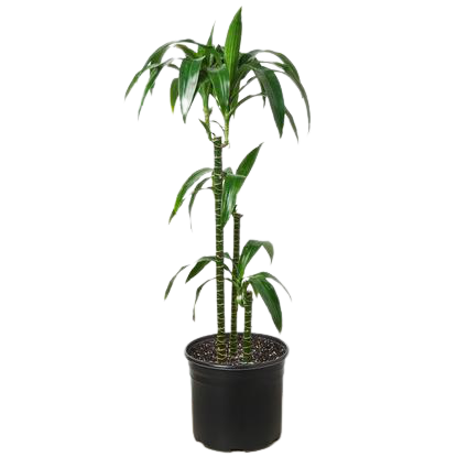 Dracaena Elegance Dragon Tree 10" Pot Live Plant