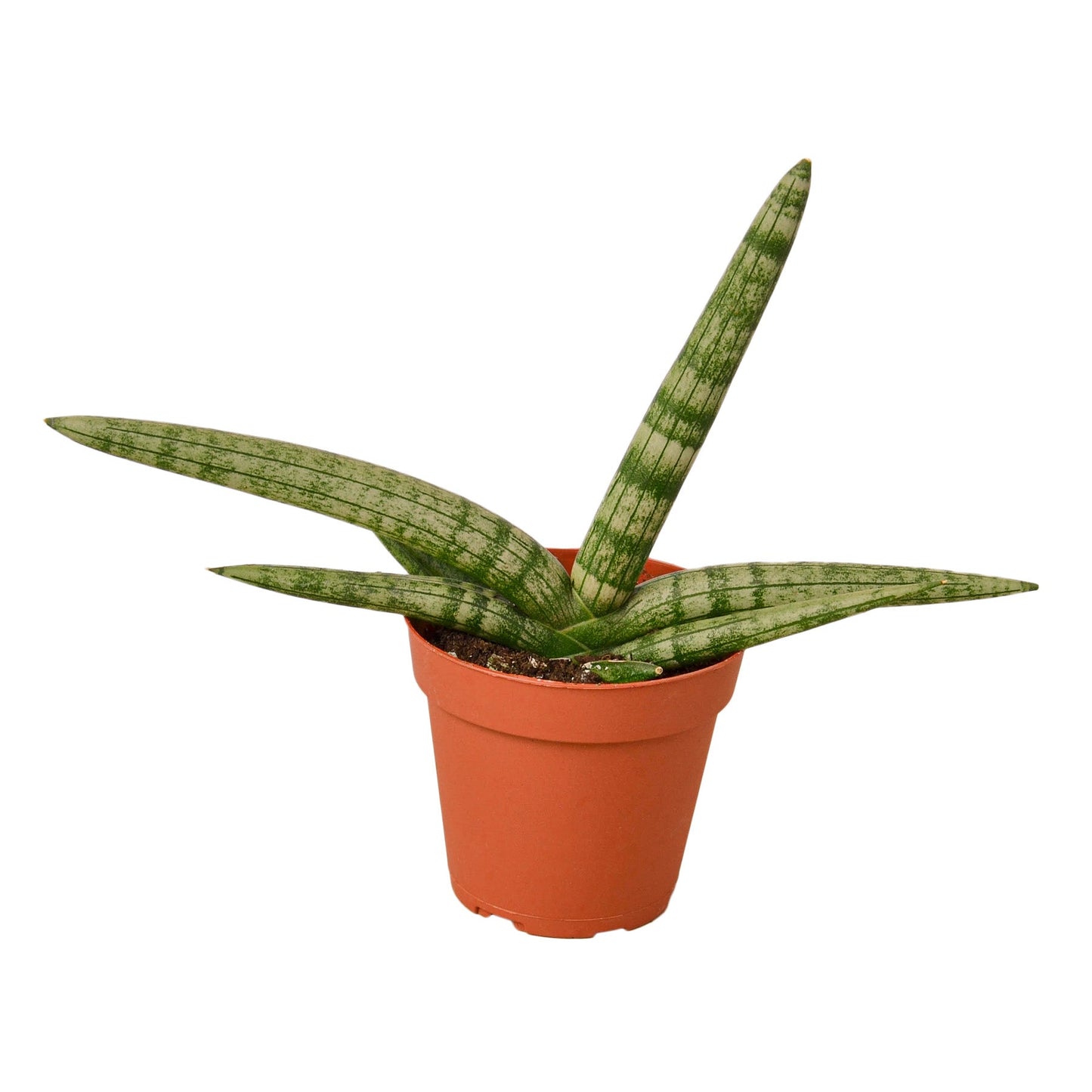 Sansevieria Starfish Snake Plant Live Plant Multiple Sizes Available