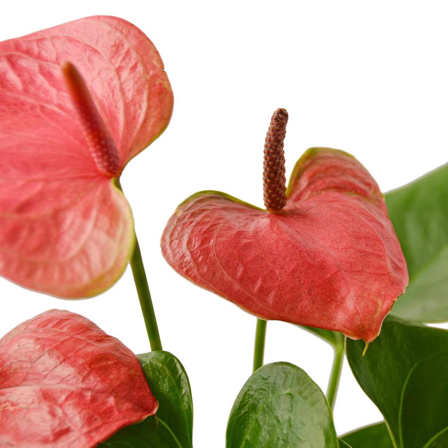 Anthurium 'Pink' Flamingo Flower Live Plant