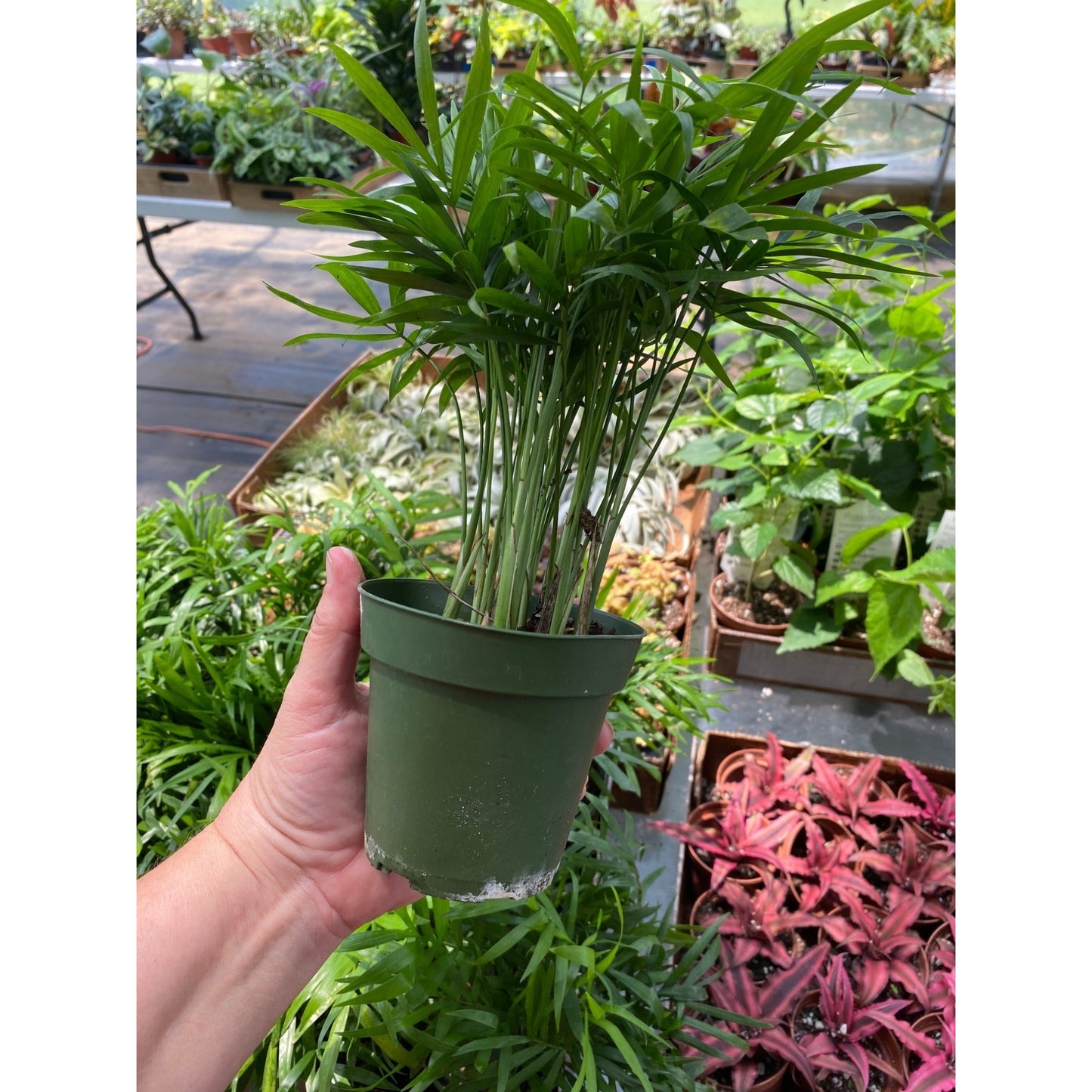 Palm Parlor Neanthe Bella Chamaedorea elegans 4 Inch Pot Live Plant