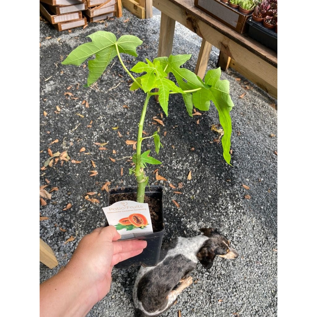 Patio Fruit Dwarf Red Lady Papaya Tree 4" Pot Live Plant