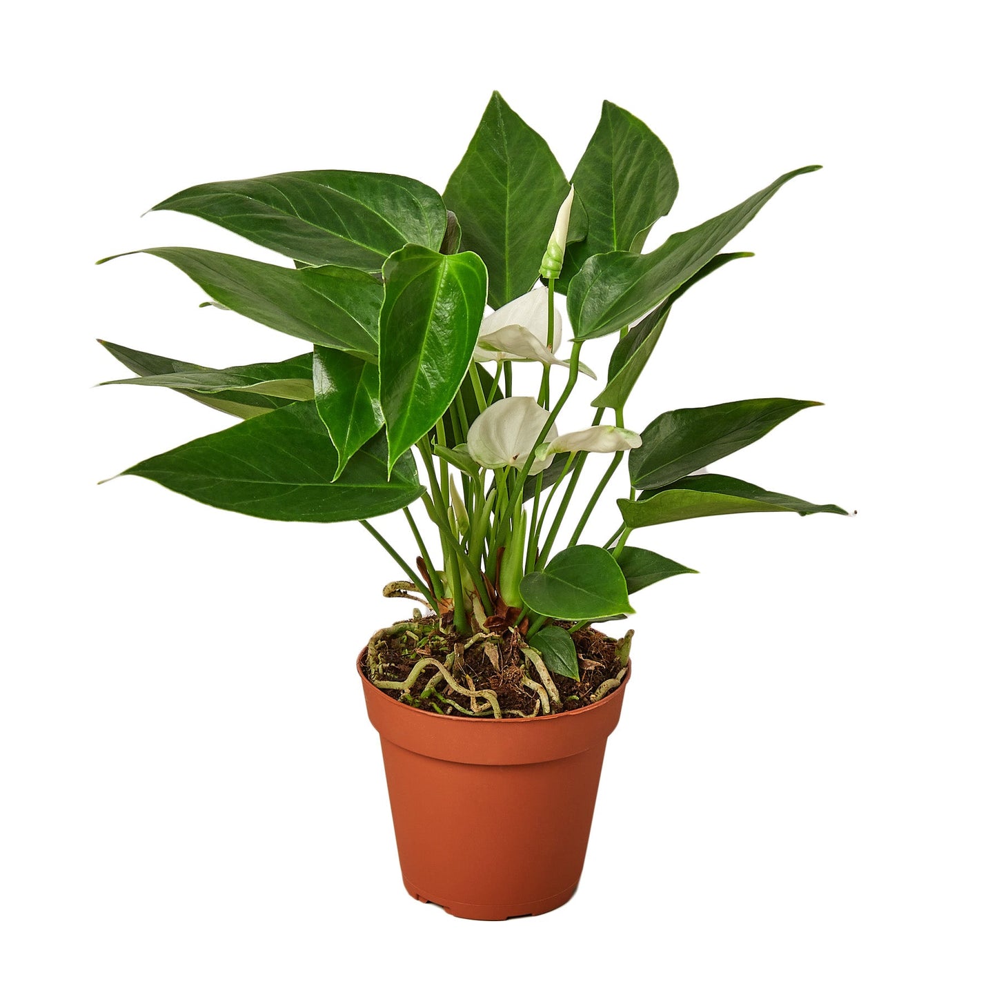 Anthurium 'White' Live Plant