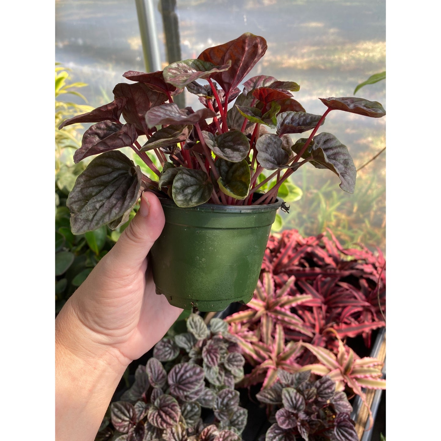 Peperomia or Radiator Plant Red Ripple 4 inch Pot Live Plant