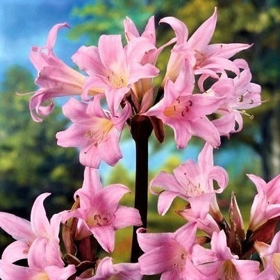 Lily Spider Belladonna  Lycoris Lily Magic Lily Naked Lady Squamigera 3 Bulbs