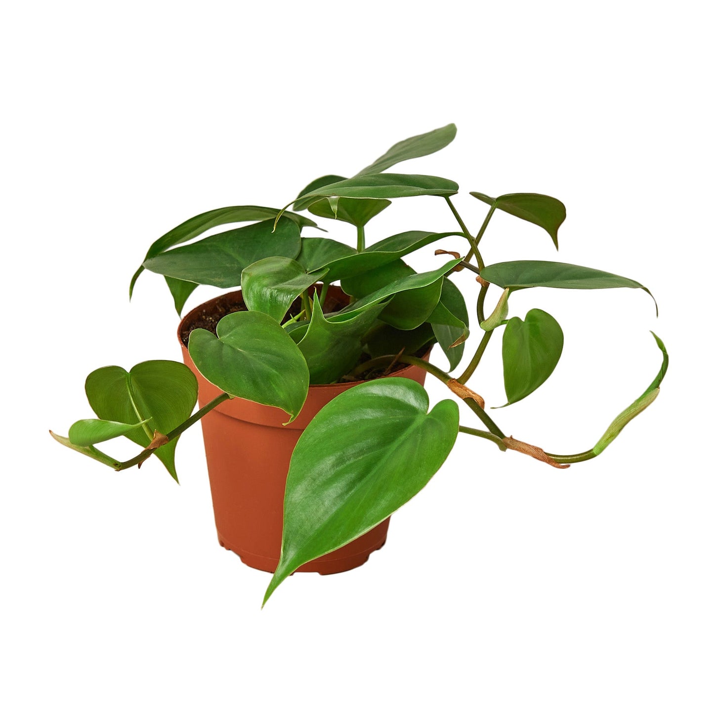 Philodendron Cordatum Heartleaf Live Plant Multiple Sizes Available