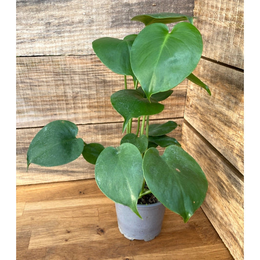 Monstera Deliciosa Split Leaf or Hurricane Plant 4" Pot Live Plant