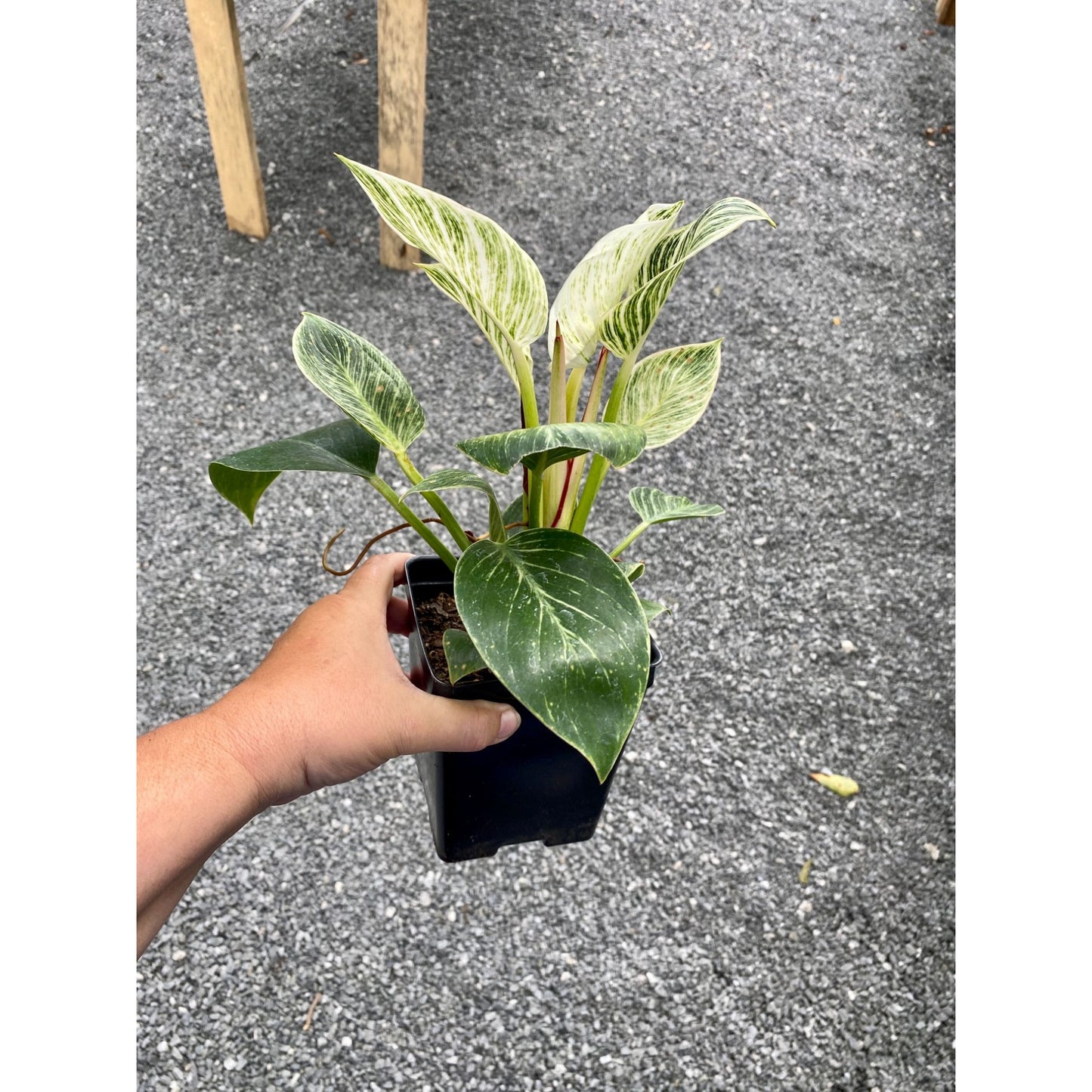 Philodendron Birkin 4 Inch Tall Pot Live Plant Variegated Houseplant