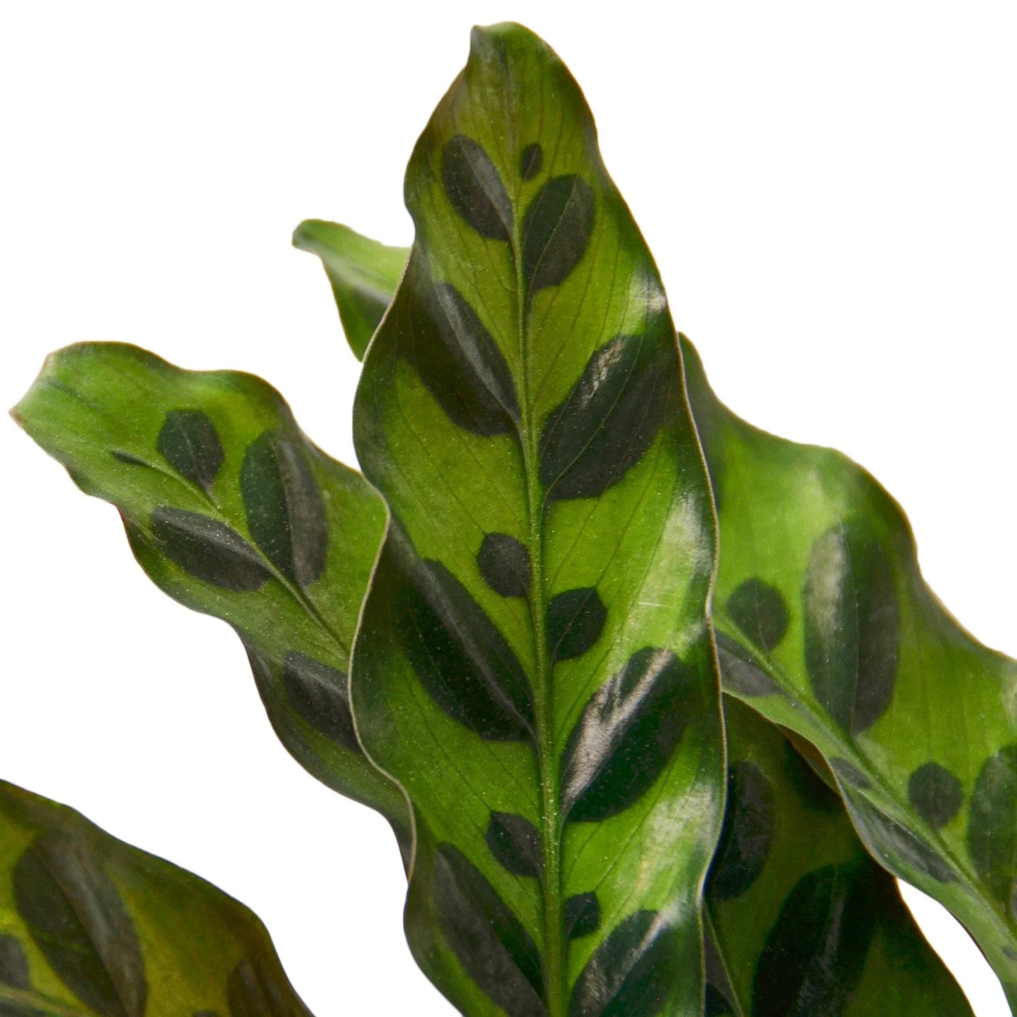 Calathea Lancifolia 'Rattlesnake' Peacock Plant Live Plant