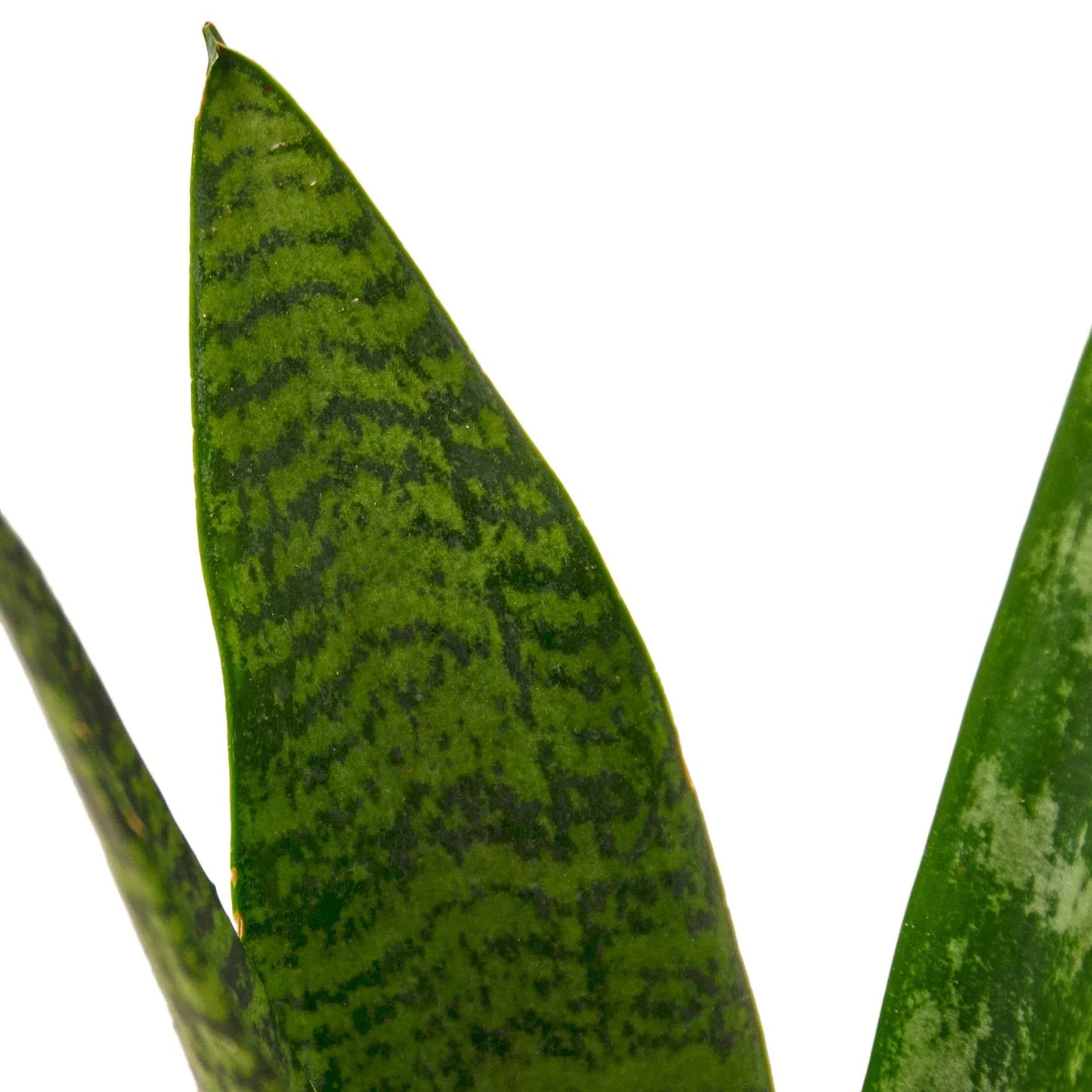 Sansevieria Zeylanica Snake Plant Live Plant Multiple Sizes Available