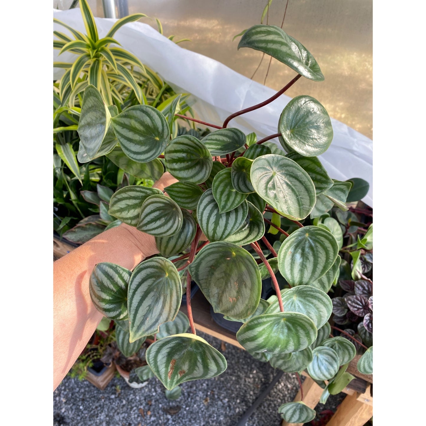 Peperomia Argyreia Watermelon Baby Rubberplant 4 Inch Pot Live Plant