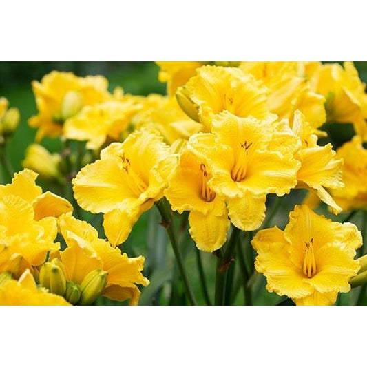 Daylily Stella Supreme