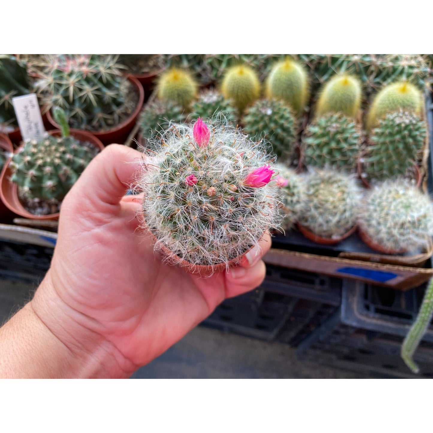 Cactus Powder Puff or Mammillaria bocasana 3" Pot Live Plant