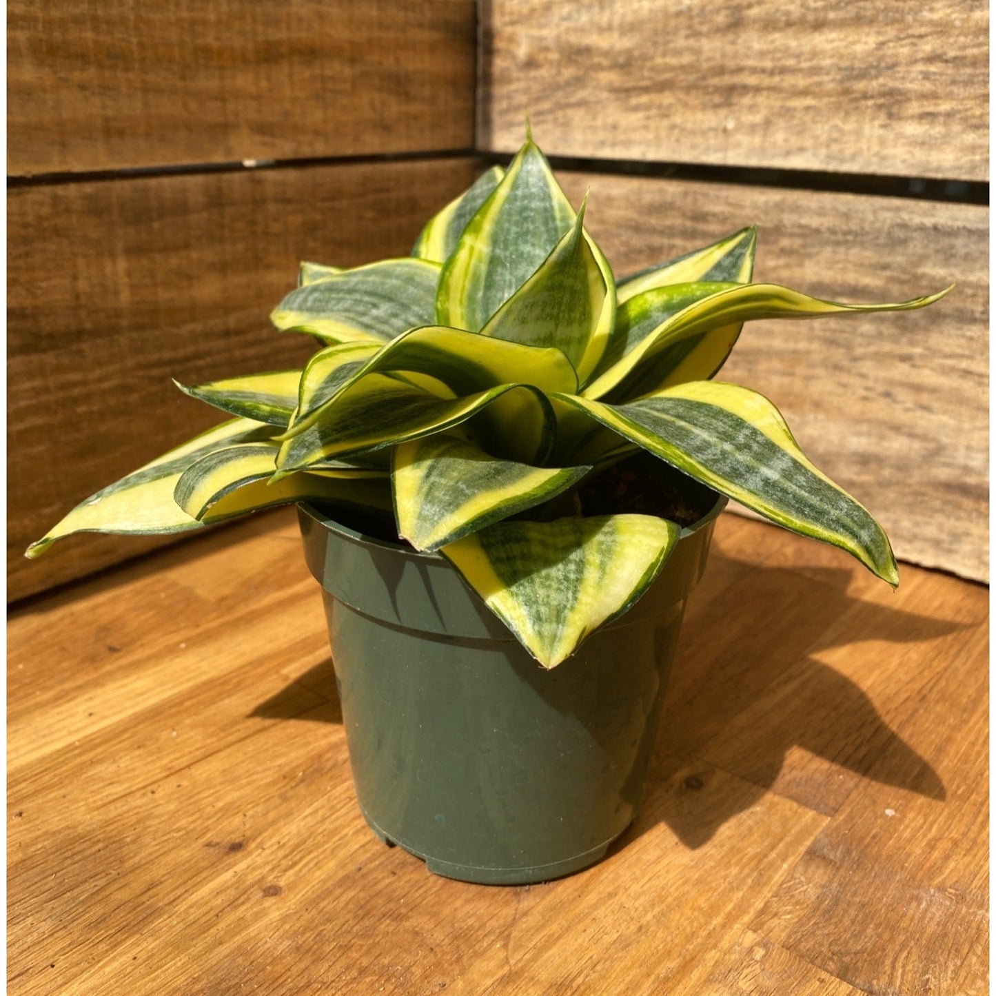 Snake Plant Sansevieria Golden Hahnii 4" Pot Live Plant