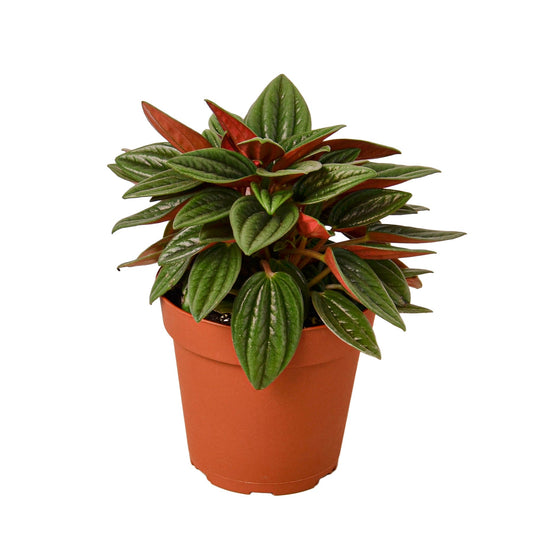 Peperomia Caperata Eden Rosso Multiple Sizes Available