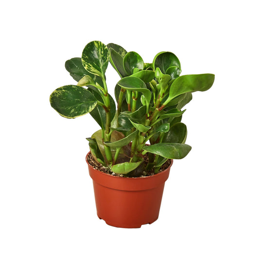 Peperomia Marble Radiator Plant Live Plant Multiple Sizes Available