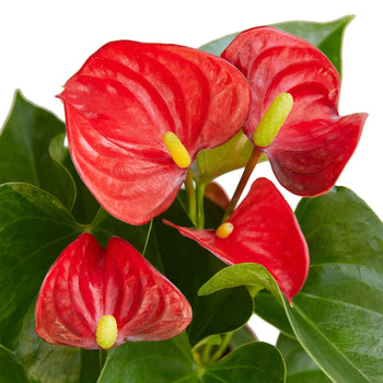 Anthurium 'Red' Live Plant