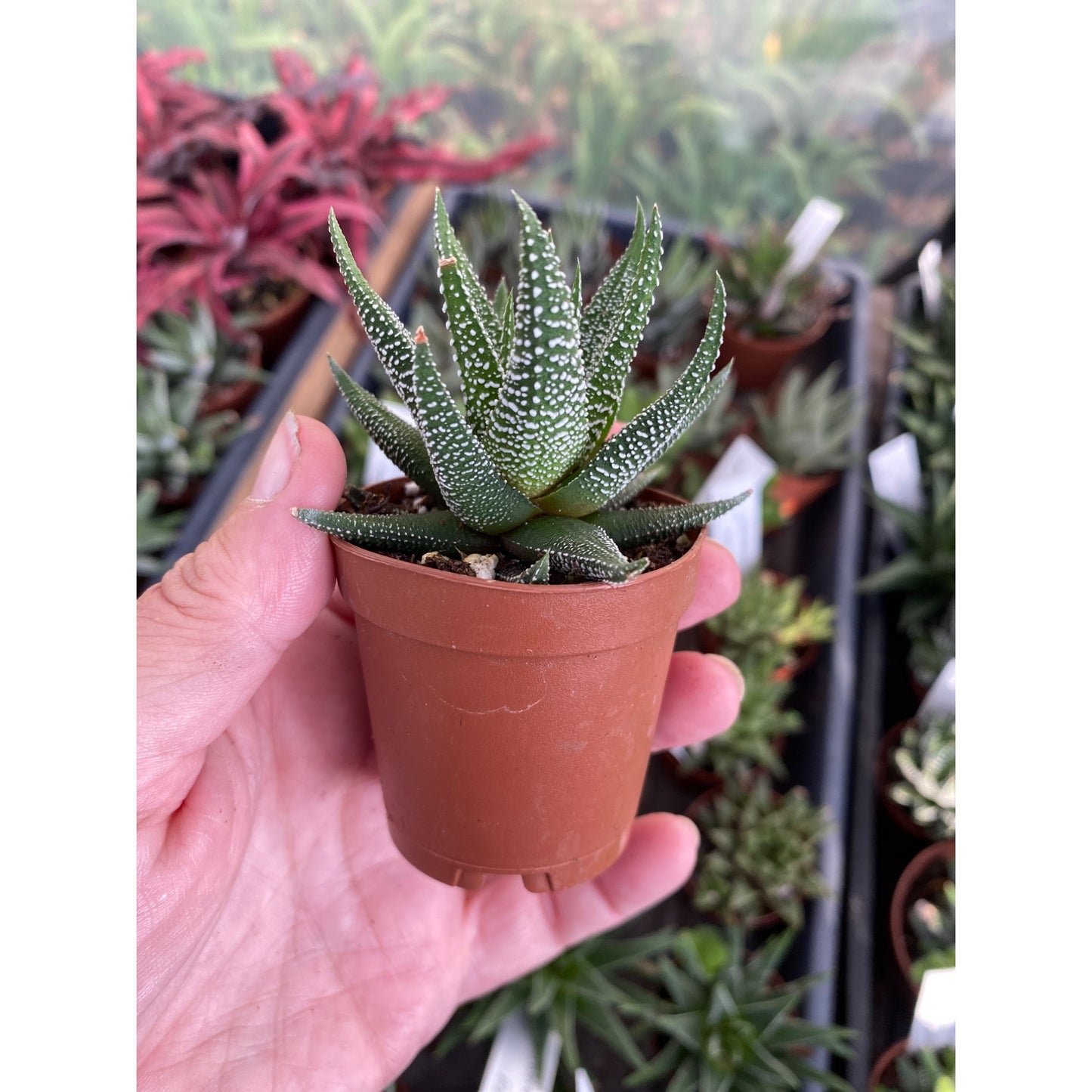 Succulent Haworthia fasciata Cape Town 2" Pot Live Plant