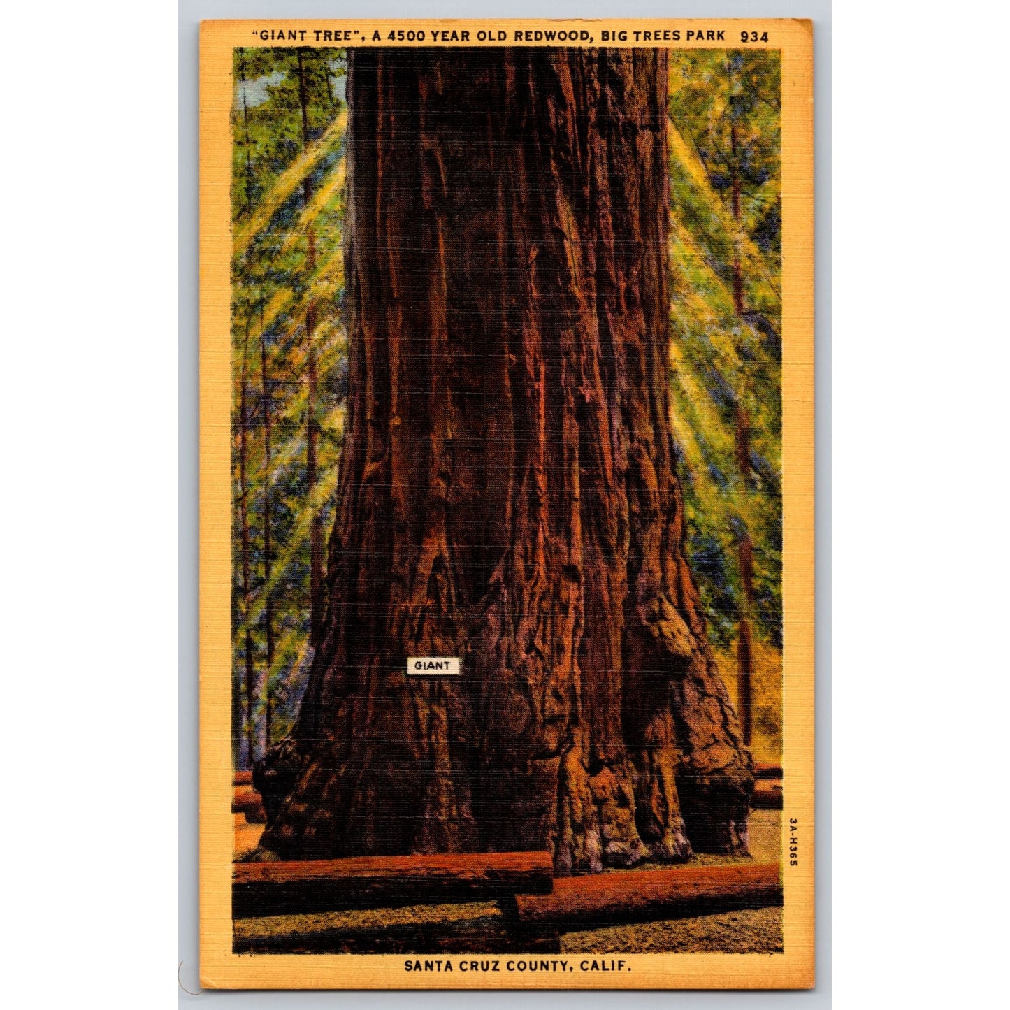 Santa Cruz CA California Giant Tree Redwood Big Trees Park Linen Postcard