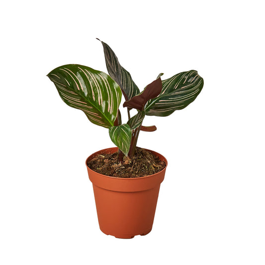 Calathea 'Ornata' Peacock Plant Live Plant