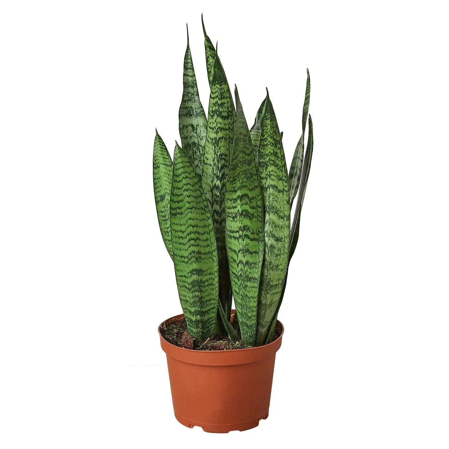 Sansevieria Zeylanica Snake Plant Live Plant Multiple Sizes Available