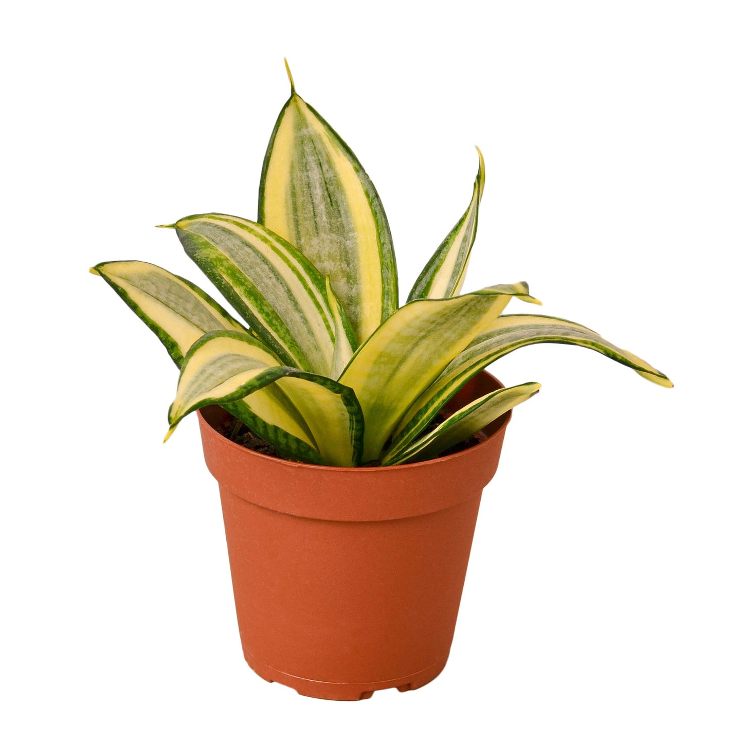 Sansevieria Golden Hahnii Snake Plant Live Plant Multiple Sizes Available