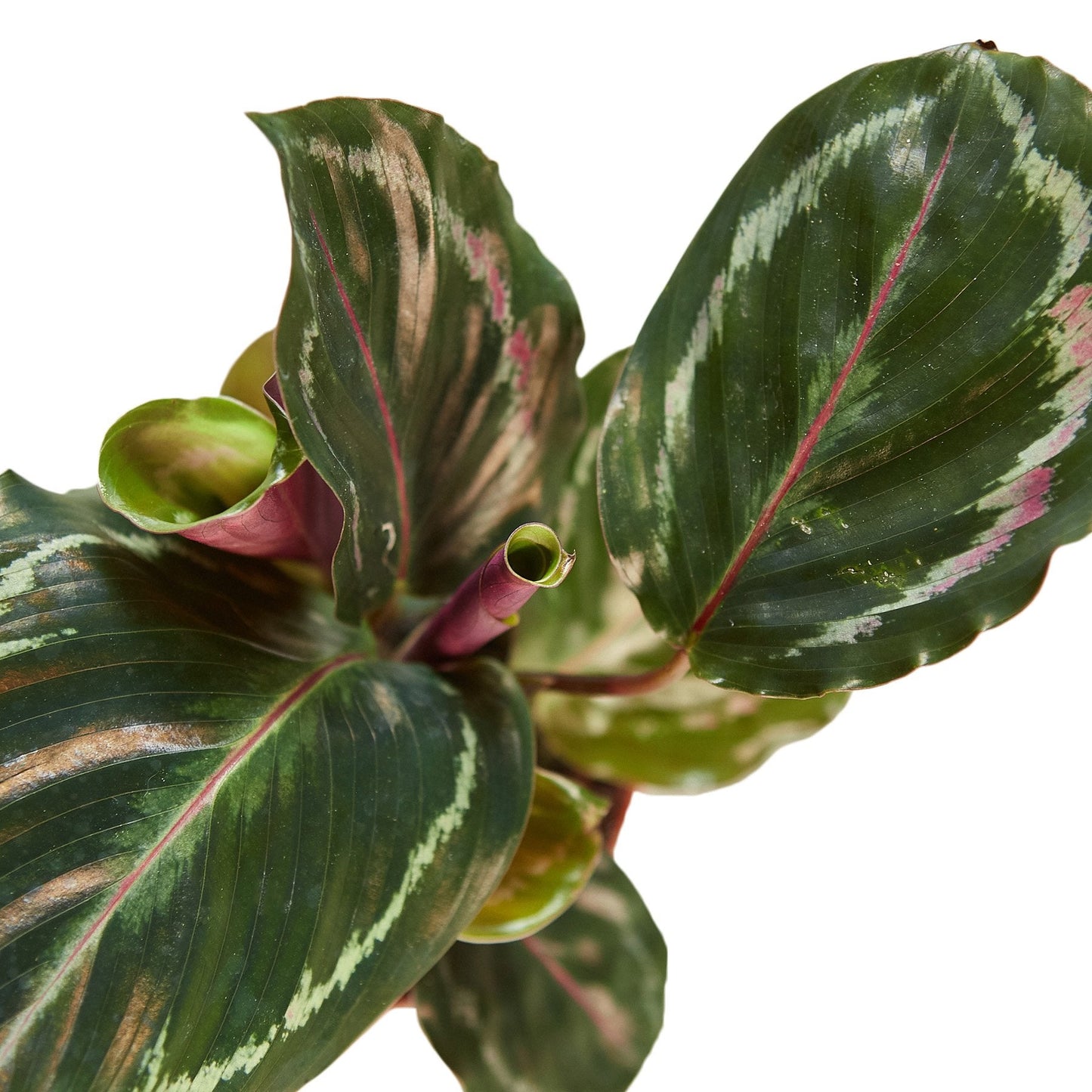 Calathea Roseopicta 'Medallion' Peacock Plant Live Plant