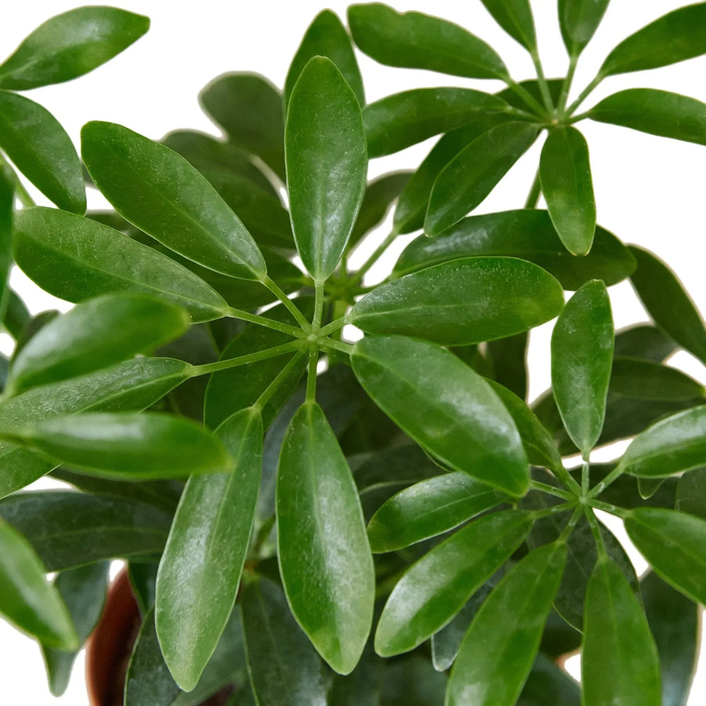 Schefflera Arboricola Dwarf Umbrella Tree Live Plant Multiple Sizes Available