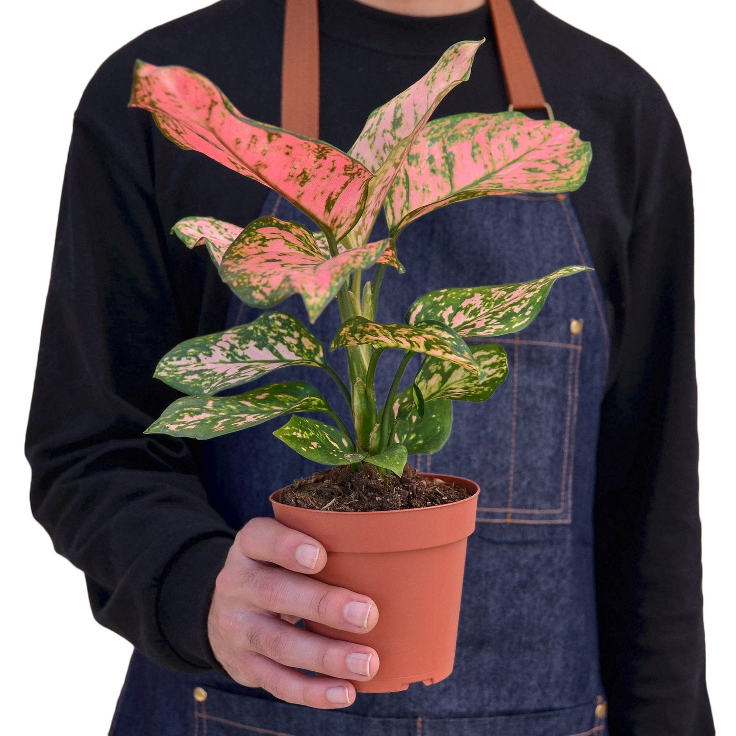 Aglaonema Lady Valentine Chinese Evergreen Live Plant