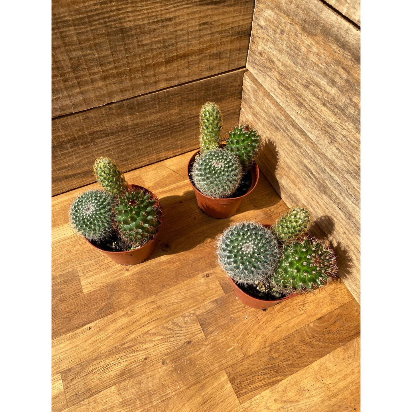 Cacti Cactus Combo #1 Three Cactus per 4" Pot Live Plants