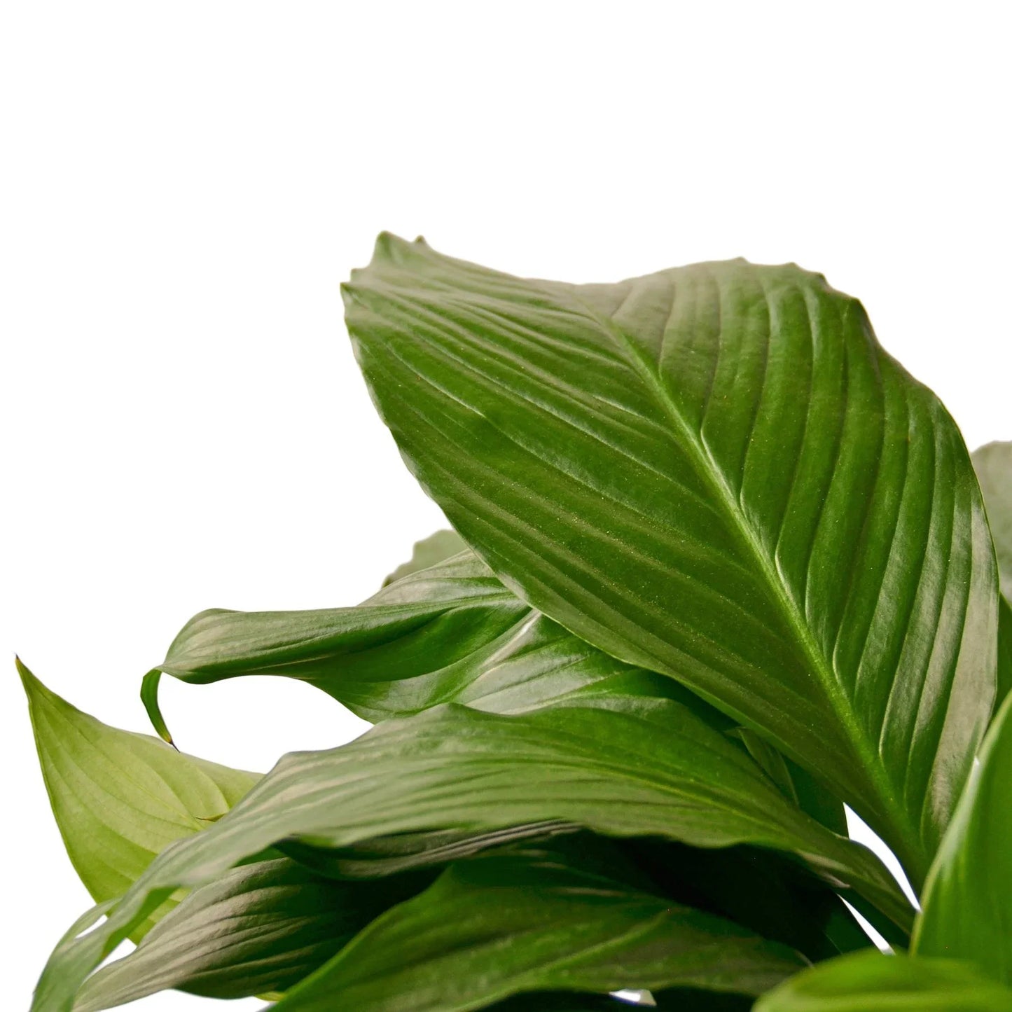 Peace Lily Spathiphyllum  Assorted Sizes Available Live Plant