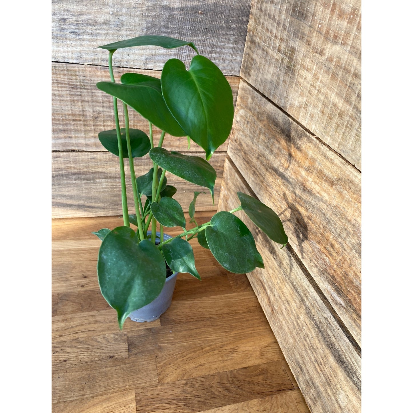 Monstera Deliciosa Split Leaf or Hurricane Plant 4" Pot Live Plant