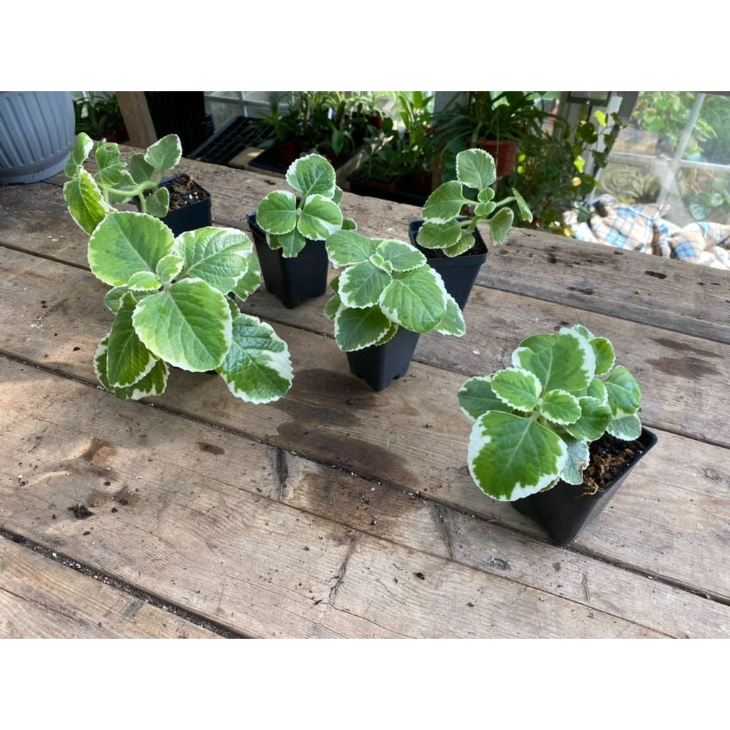 Oregano Cuban Variegated 2.5 Tall Pot Live Starter Plant