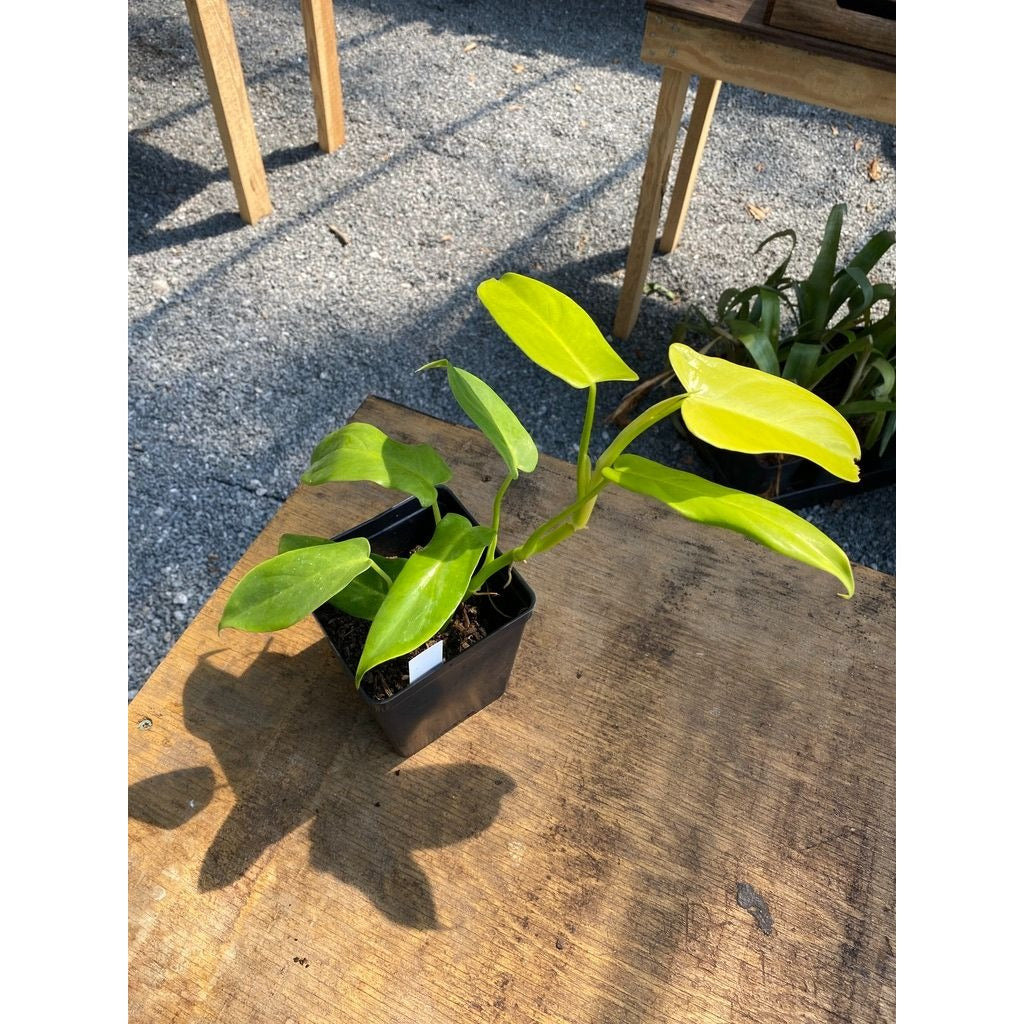 Philodendron Bipennifolium Golden Violin 4 Inch Tall Pot Live Plant