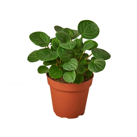 Peperomia Rana Verde Radiator Plant Live Plant Multiple Sizes Available