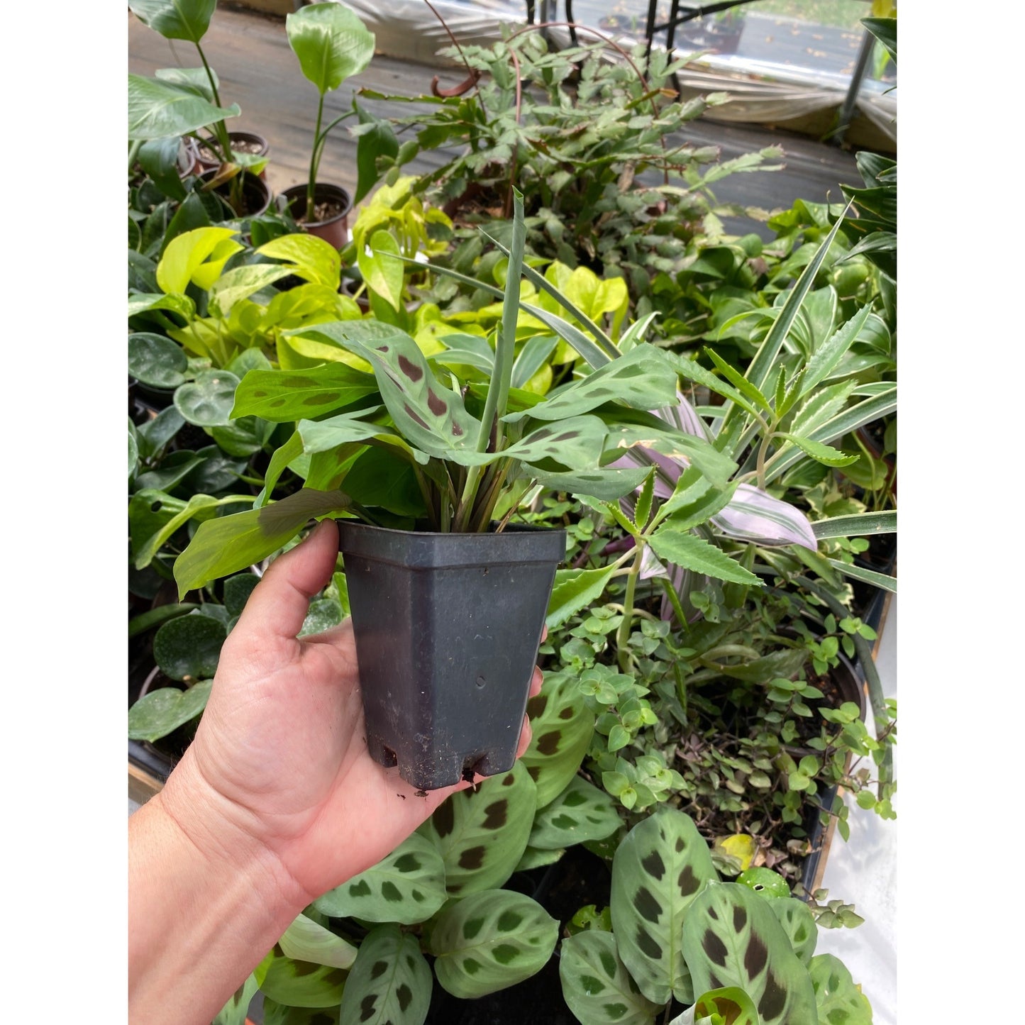 Prayer plant or Maranta Leuconeura Green 2.5" Tall Pot