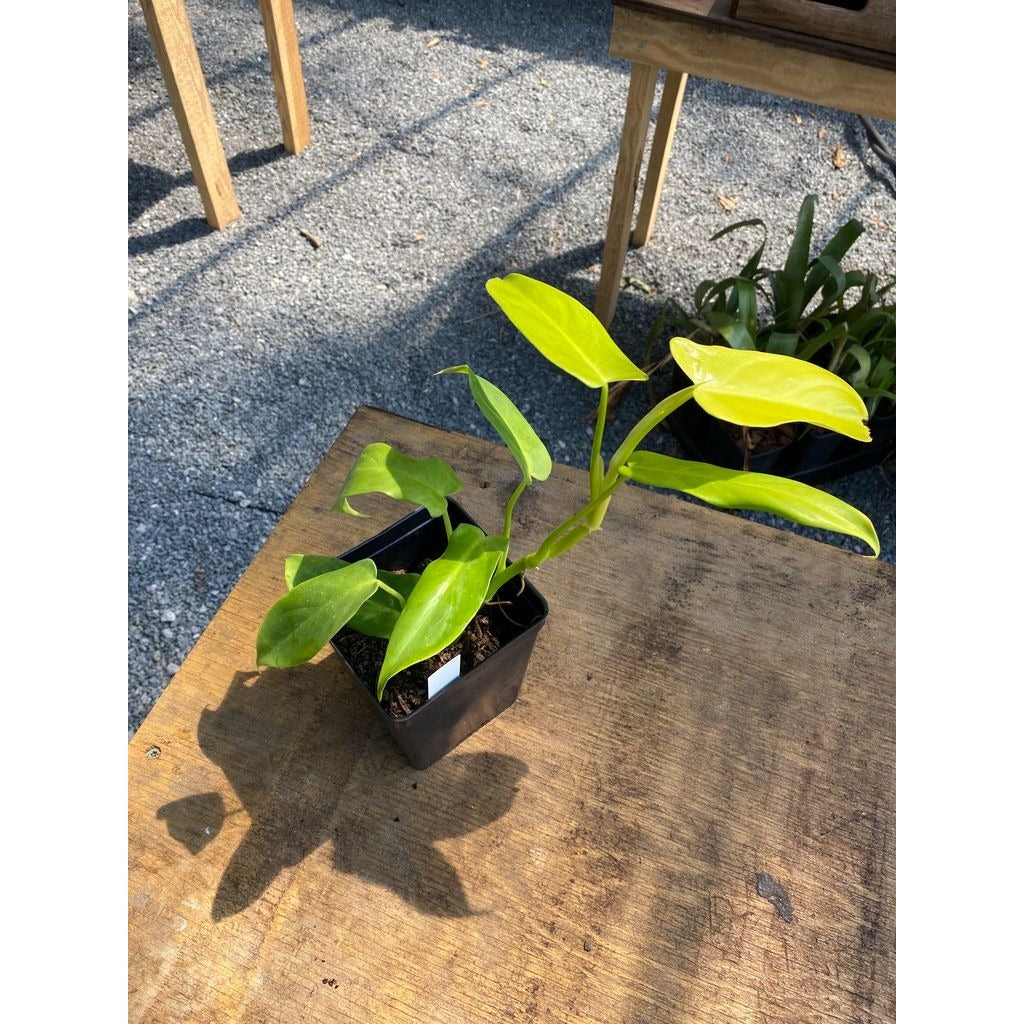 Philodendron Bipennifolium Golden Violin 4 Inch Tall Pot Live Plant