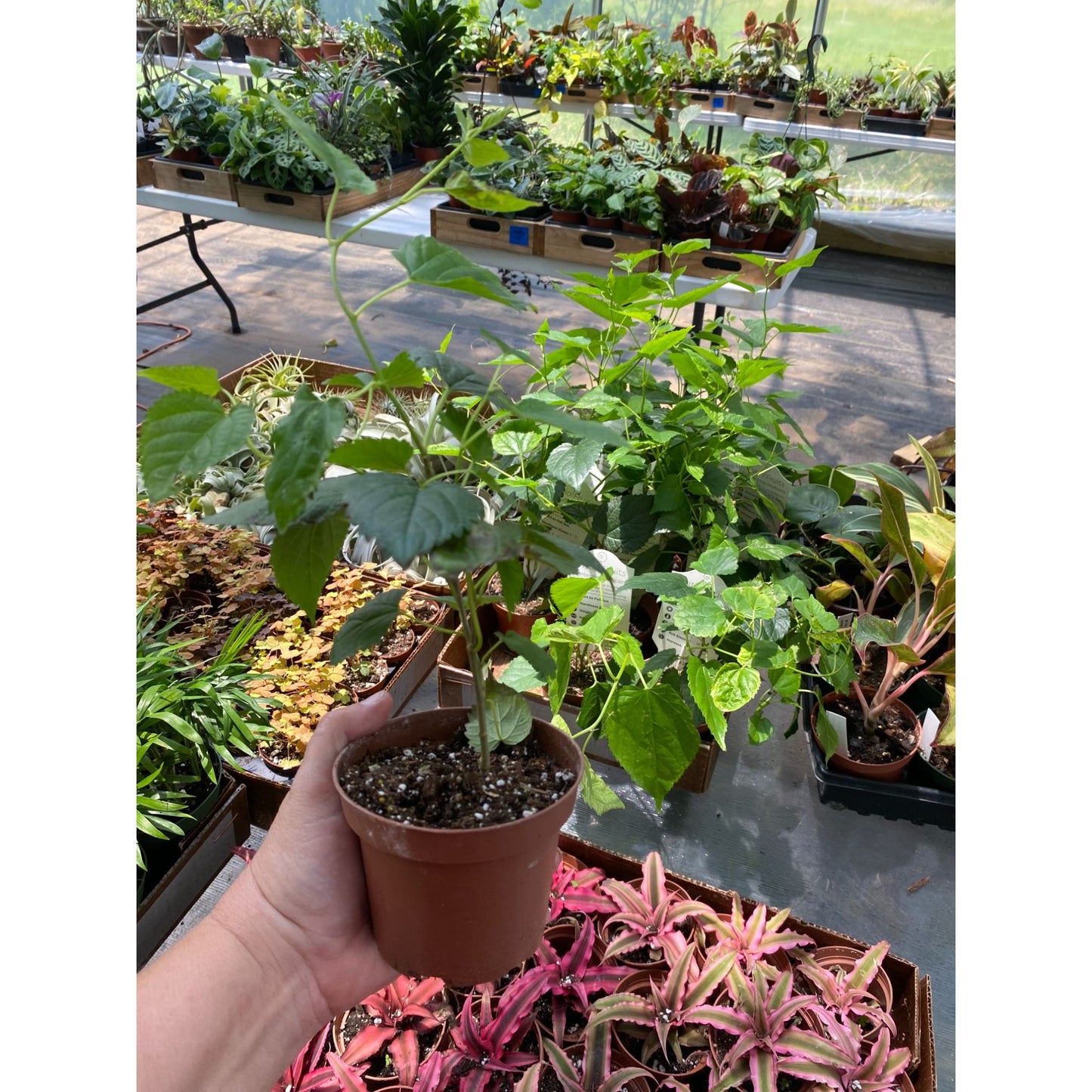 Patio Fruit Mulberry Bush or Morus Nigra Dwarf Fruit Tree 4" Pot Live Plant