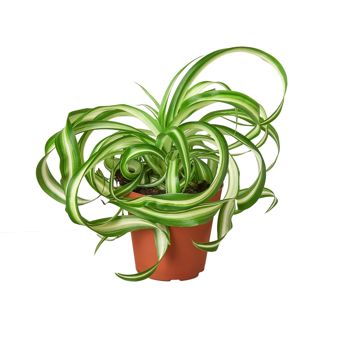 Spider Plant Bonnie Chlorophytum comosum Live Plant Multiple Sizes Available