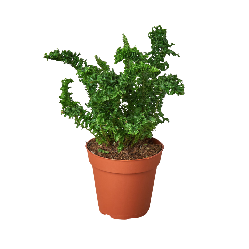 Fern 'Emina' Curly Boston fern 4" Pot Live Plant